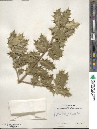 Ilex aquifolium image