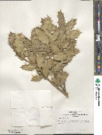 Ilex aquifolium image