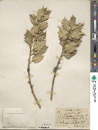 Ilex aquifolium image