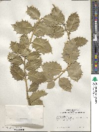 Ilex aquifolium image