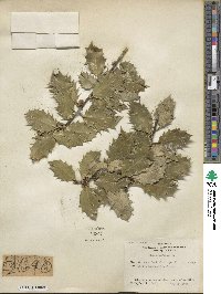 Ilex aquifolium image