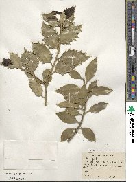 Ilex aquifolium image