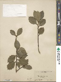 Ilex aquifolium image