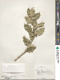 Ilex aquifolium image