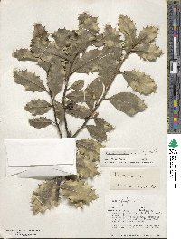 Ilex aquifolium image