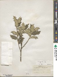 Ilex aquifolium image