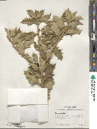 Ilex aquifolium image