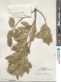 Ilex aquifolium image