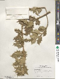 Ilex aquifolium image