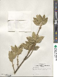 Ilex aquifolium image