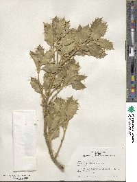 Ilex aquifolium image