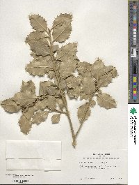 Ilex aquifolium image