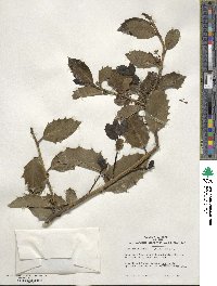 Ilex aquifolium image