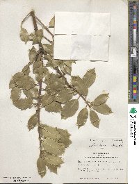 Ilex aquifolium image