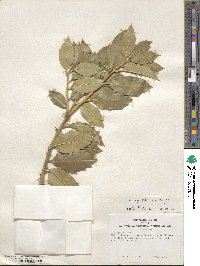 Ilex aquifolium image