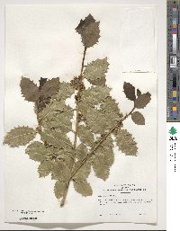 Ilex aquifolium image