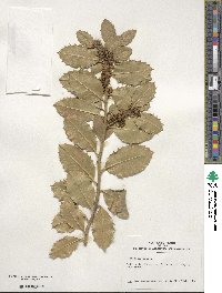 Ilex aquifolium image