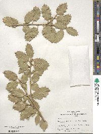 Ilex aquifolium image