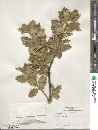 Ilex aquifolium image