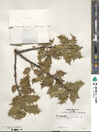 Ilex aquifolium image