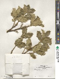 Ilex aquifolium image