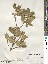 Ilex aquifolium image