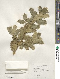 Ilex aquifolium image