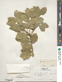 Ilex aquifolium image