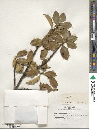 Ilex aquifolium image