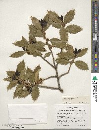 Ilex aquifolium image