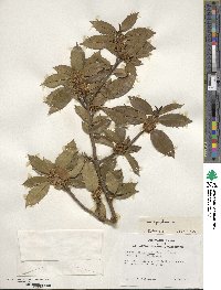 Ilex aquifolium image