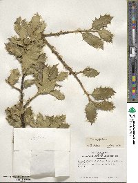 Ilex aquifolium image