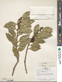 Ilex aquifolium image