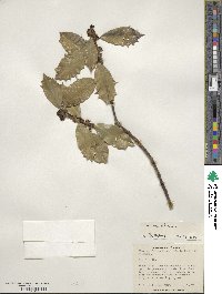 Ilex aquifolium image