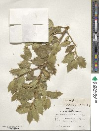 Ilex aquifolium image