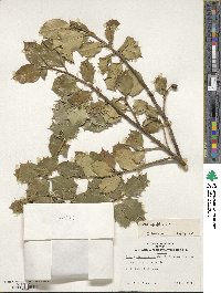 Ilex aquifolium image