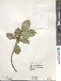 Ilex aquifolium image