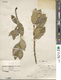 Ilex aquifolium image