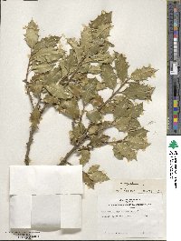 Ilex aquifolium image