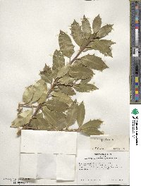 Ilex aquifolium image