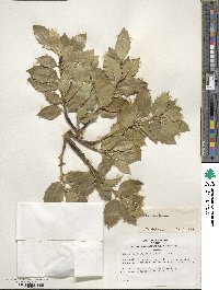 Ilex aquifolium image