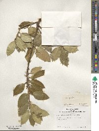 Ilex aquifolium image