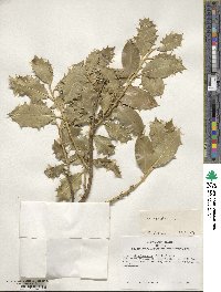 Ilex aquifolium image