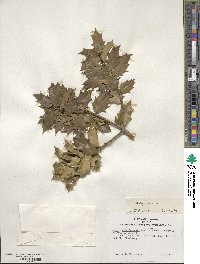 Ilex aquifolium image