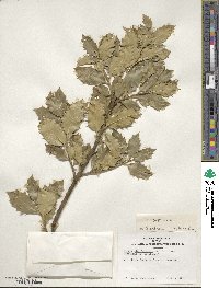 Ilex aquifolium image