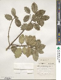 Ilex aquifolium image