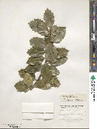 Ilex aquifolium image