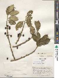 Ilex aquifolium image