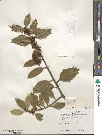 Ilex aquifolium image