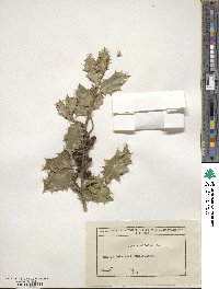 Ilex aquifolium image